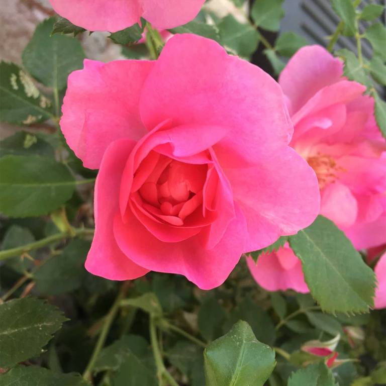 PinkRose